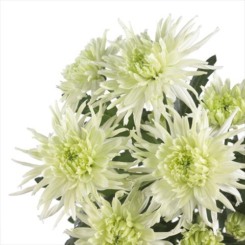 photo of flower to be used as: Pot and bedding Chrysanthemum Zembla Funky