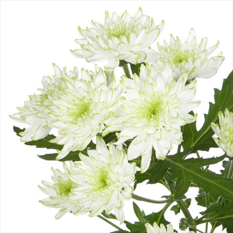photo of flower to be used as: Pot and bedding Chrysanthemum Zembla Lime