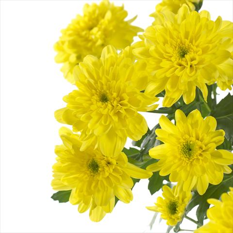 photo of flower to be used as: Pot and bedding Chrysanthemum Zembla Sunny