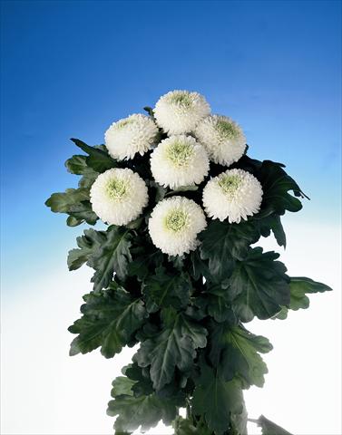 Foto fiore da  Reciso Chrysanthemum Boris Becker
