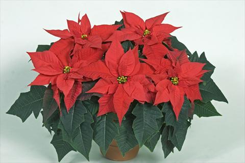 photo of flower to be used as: Pot Poinsettia - Euphorbia pulcherrima Mira Red