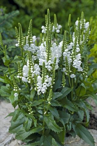 photo of flower to be used as: Pot and bedding Physostegia virginiana Crystal Peak White