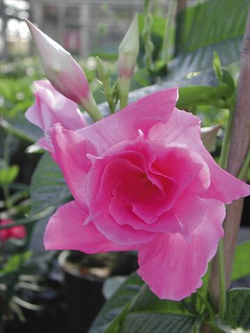 photo of flower to be used as: Patio, pot Dipladenia (Mandevilla) SuperTrouper™