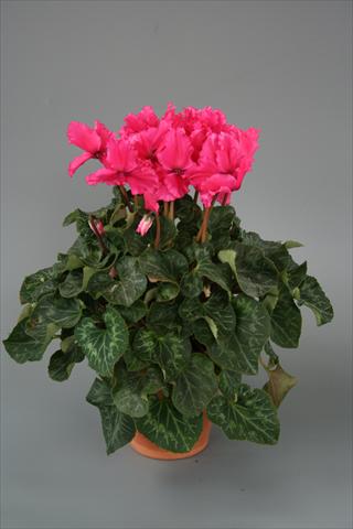 photo of flower to be used as: Pot, bedding, patio Cyclamen persicum Maxora Fringed Deep Rose