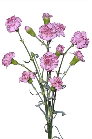 photo of flower to be used as: Pot and bedding Dianthus caryophyllus Argan