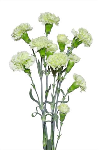 photo of flower to be used as: Cutflower Dianthus caryophyllus Dentone