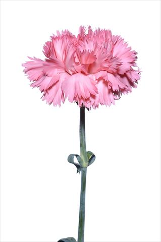 photo of flower to be used as: Cutflower Dianthus caryophyllus Genovese