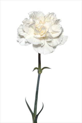 Foto fiore da  Reciso Dianthus caryophyllus Leon Bianco