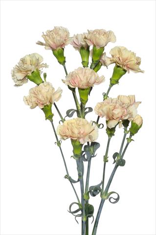 Foto fiore da  Reciso Dianthus caryophyllus Magagnò