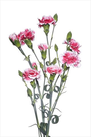 Foto fiore da  Reciso Dianthus caryophyllus Modanino