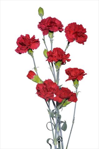 photo of flower to be used as: Cutflower Dianthus caryophyllus Pitocchetto