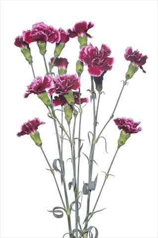 Foto fiore da  Reciso Dianthus caryophyllus Scarsellino