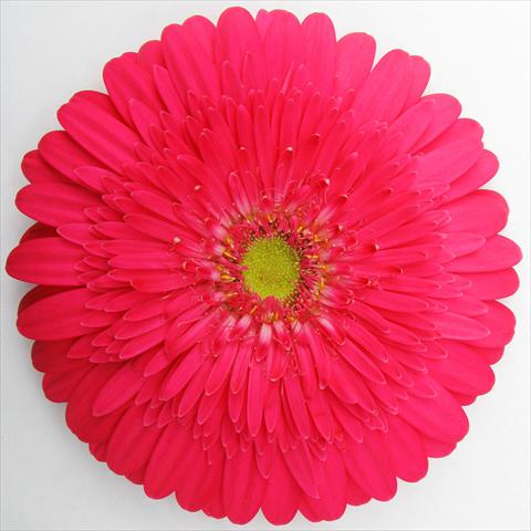 photo of flower to be used as: Pot Gerbera jamesonii RE-AL® Beverly