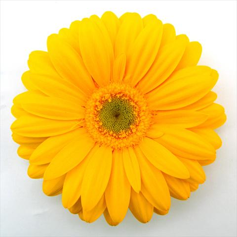 photo of flower to be used as: Pot Gerbera jamesonii RE-AL® Dana