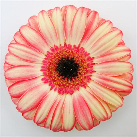 photo of flower to be used as: Pot Gerbera jamesonii RE-AL® Rhoda