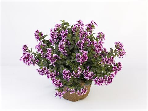 photo of flower to be used as: Pot Cuphea ilavea Vienco Lavender