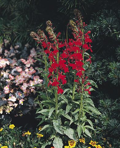 photo of flower to be used as: Pot and bedding Lobelia speciosa Compliment Scarlet