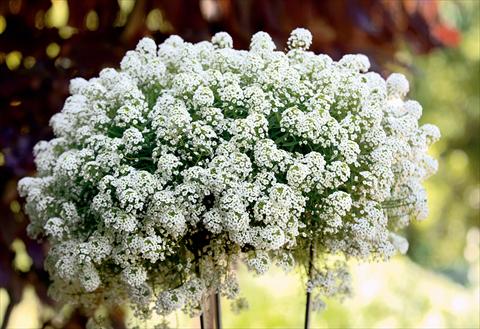 photo of flower to be used as: Patio, pot Lobularia maritima Snow Princess