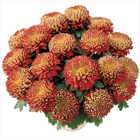 photo of flower to be used as: Pot and bedding Chrysanthemum Nagano®