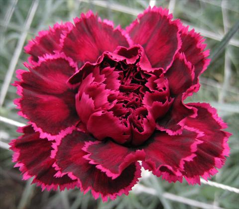 Foto fiore da  Reciso Dianthus caryophyllus Nobbio® Black Heart