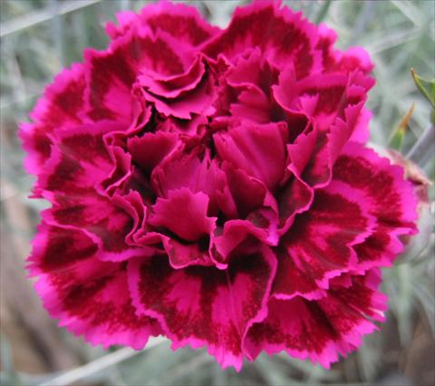 Foto fiore da  Reciso Dianthus caryophyllus Nobbio® Burgundy