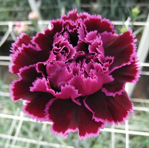 Foto fiore da  Reciso Dianthus caryophyllus Nobbio® Hard Rock
