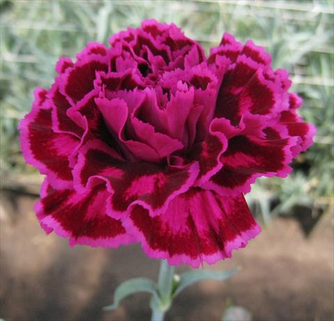 photo of flower to be used as: Cutflower Dianthus caryophyllus Nobbio® Violet