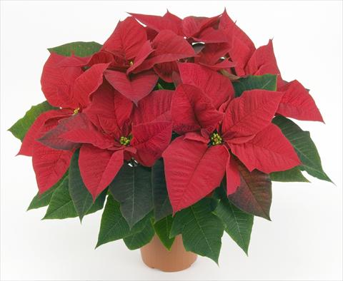 photo of flower to be used as: Pot Poinsettia - Euphorbia pulcherrima PLA® Lazzeri Allegra