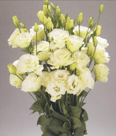 photo of flower to be used as: Cutflower Lisianthus (Eustoma grandiflorum) Advantage Green