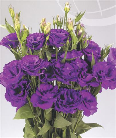 photo of flower to be used as: Cutflower Lisianthus (Eustoma grandiflorum) Advantage Purple
