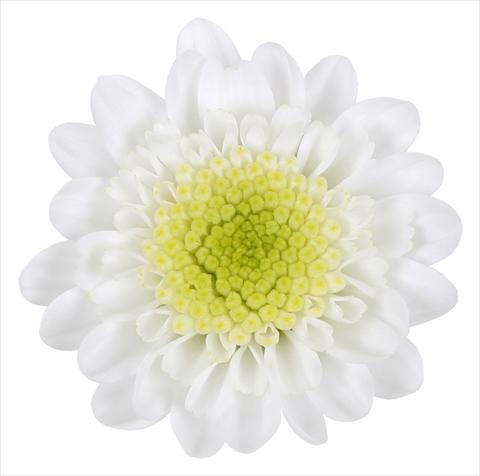 photo of flower to be used as: Basket / Pot Chrysanthemum Avoriaz