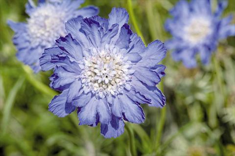 Foto fiore da  Vaso e aiola Scabiosa caucasica Fama® Deep Blue