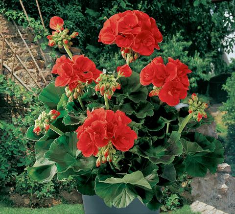 photo of flower to be used as: Pot Pelargonium zonale Top Barbarossa