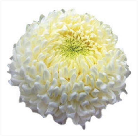 Foto fiore da  Reciso Chrysanthemum Apollo