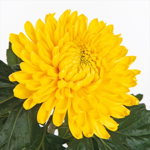 Foto fiore da  Reciso Chrysanthemum Fuego Yellow