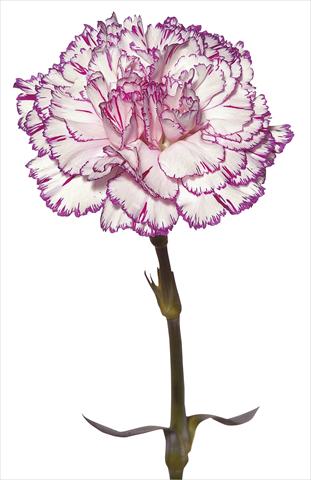 Foto fiore da  Reciso Dianthus caryophyllus Tico Tico Fantasi Nuova