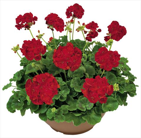 photo of flower to be used as: Patio, pot Pelargonium zonale Solar Light Ermes®