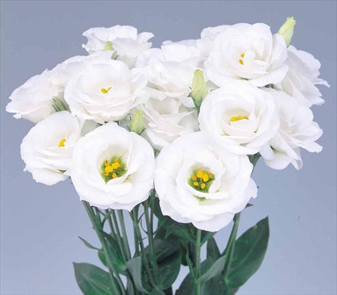 Foto fiore da  Reciso Lisianthus F.1 Lisianthus Rosita 2 White