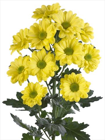 Foto fiore da  Reciso Chrysanthemum Bacardi Yellow