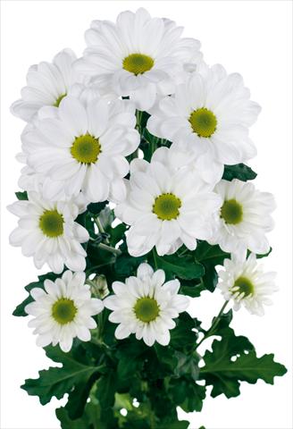 photo of flower to be used as: Cutflower Chrysanthemum Bacardi