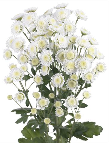 Foto fiore da  Reciso Chrysanthemum Stallion