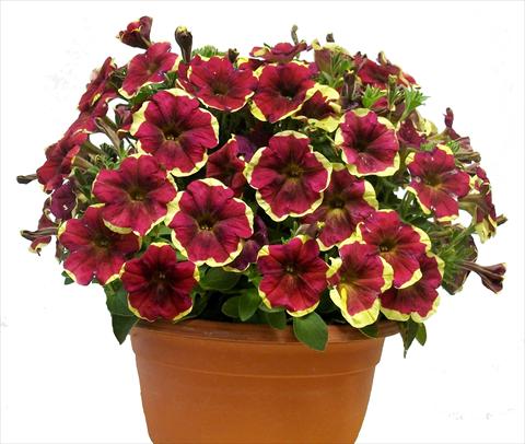 photo of flower to be used as: Pot, patio, basket Petunia Purple Yellow Circle Sunpleasure®