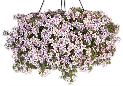 photo of flower to be used as: Pot, patio, basket Bacopa (Sutera cordata) Secrets® XXL Central Pink