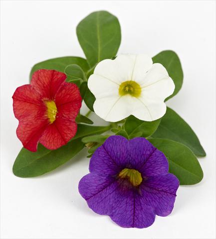 photo of flower to be used as: Pot, patio, basket Calibrachoa Mille Baci® French Kiss