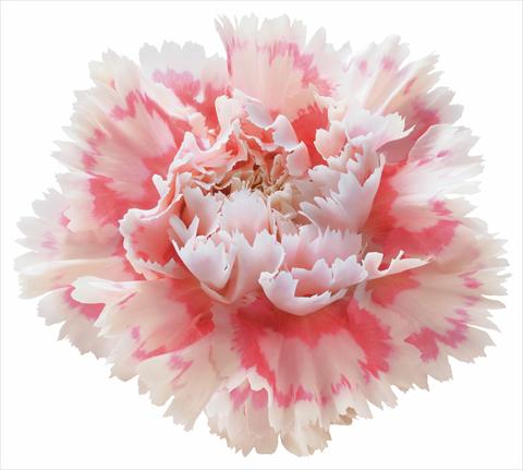 photo of flower to be used as: Cutflower Dianthus caryophyllus Nobbio® Pink Delight