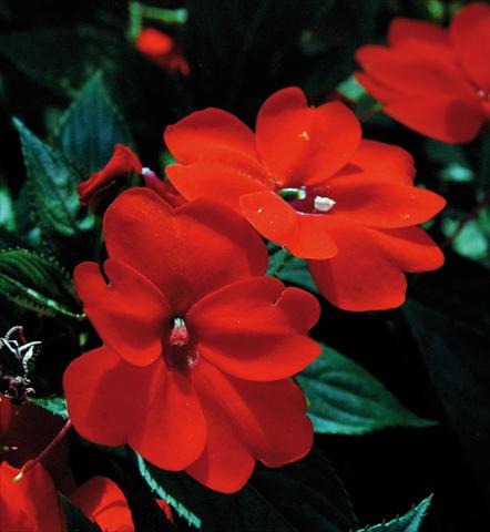 photo of flower to be used as: Pot and bedding Impatiens N. Guinea SunPatiens® Compact Orange