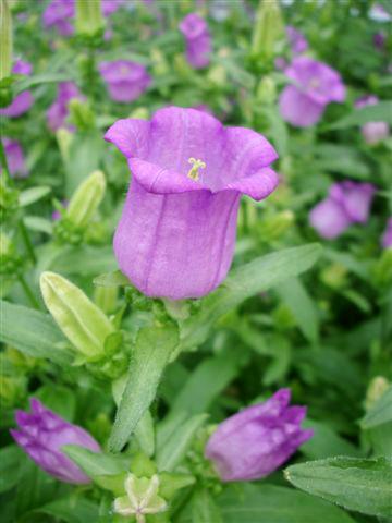 photo of flower to be used as: Pot and bedding Campanula medium Campana Lilac