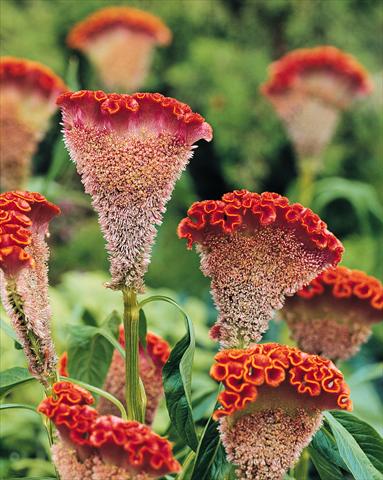 photo of flower to be used as: Pot and bedding Celosia cristata Bombay Orange