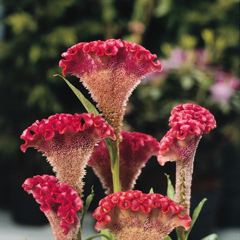 photo of flower to be used as: Pot and bedding Celosia cristata Bombay Salmon