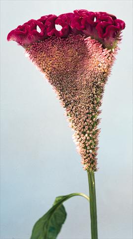 Foto fiore da  Vaso e aiola Celosia cristata Bombay Velvet